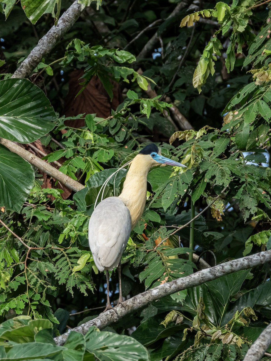 Capped Heron - ML622121395