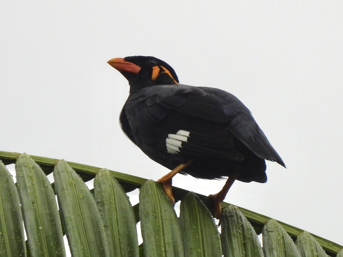 Common Hill Myna - ML622121397