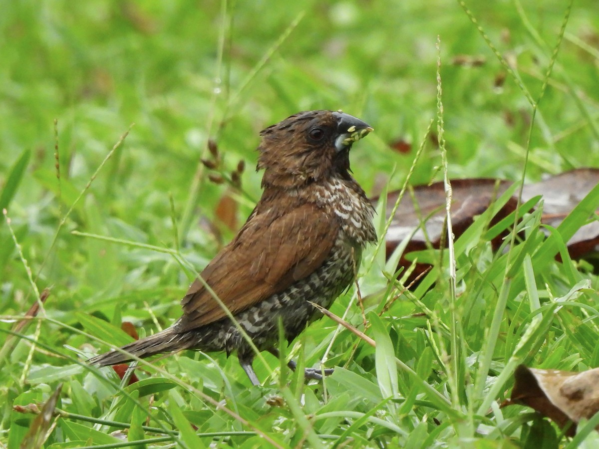 Scaly-breasted Munia - ML622121398