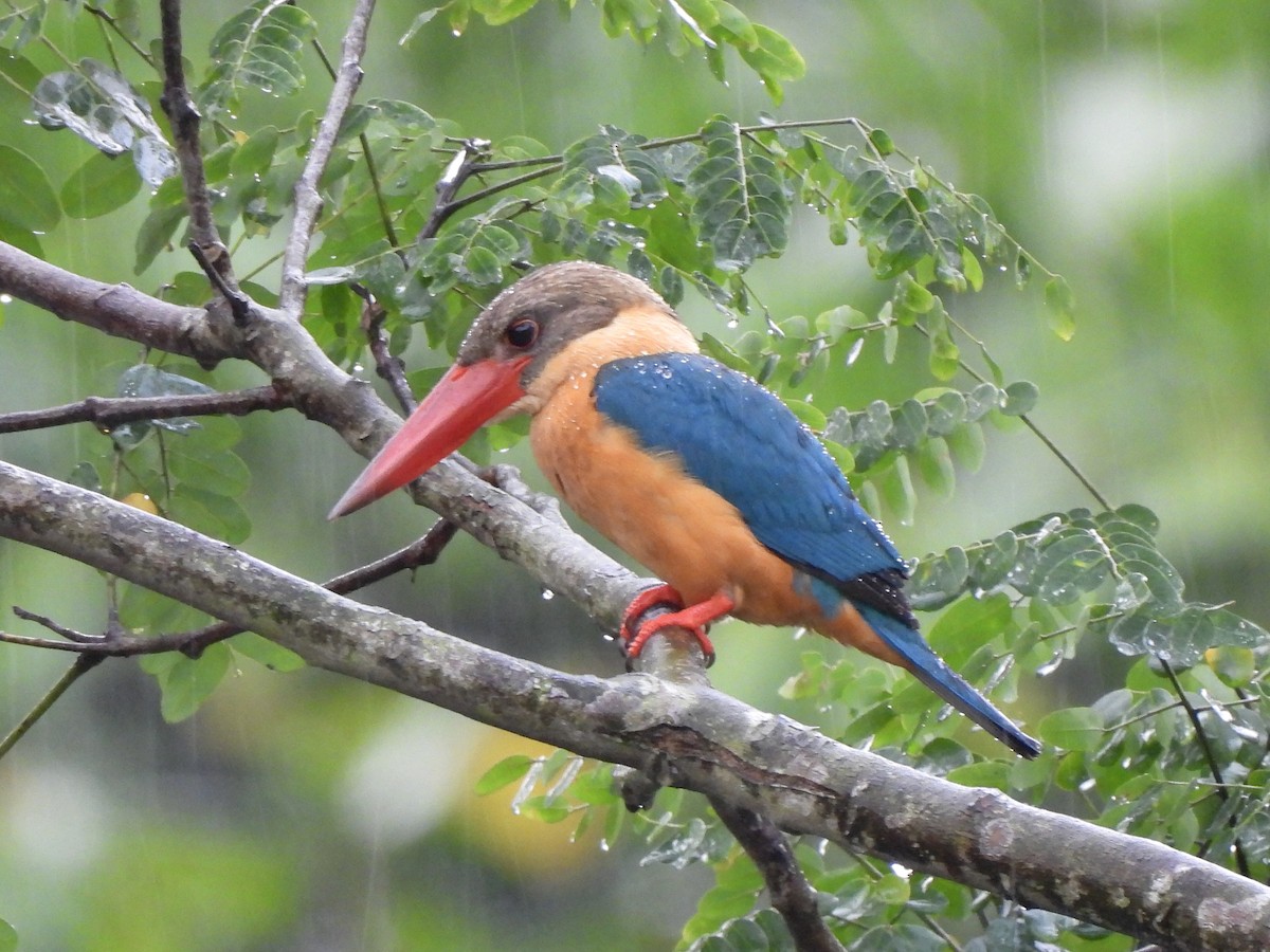 Stork-billed Kingfisher - ML622121399