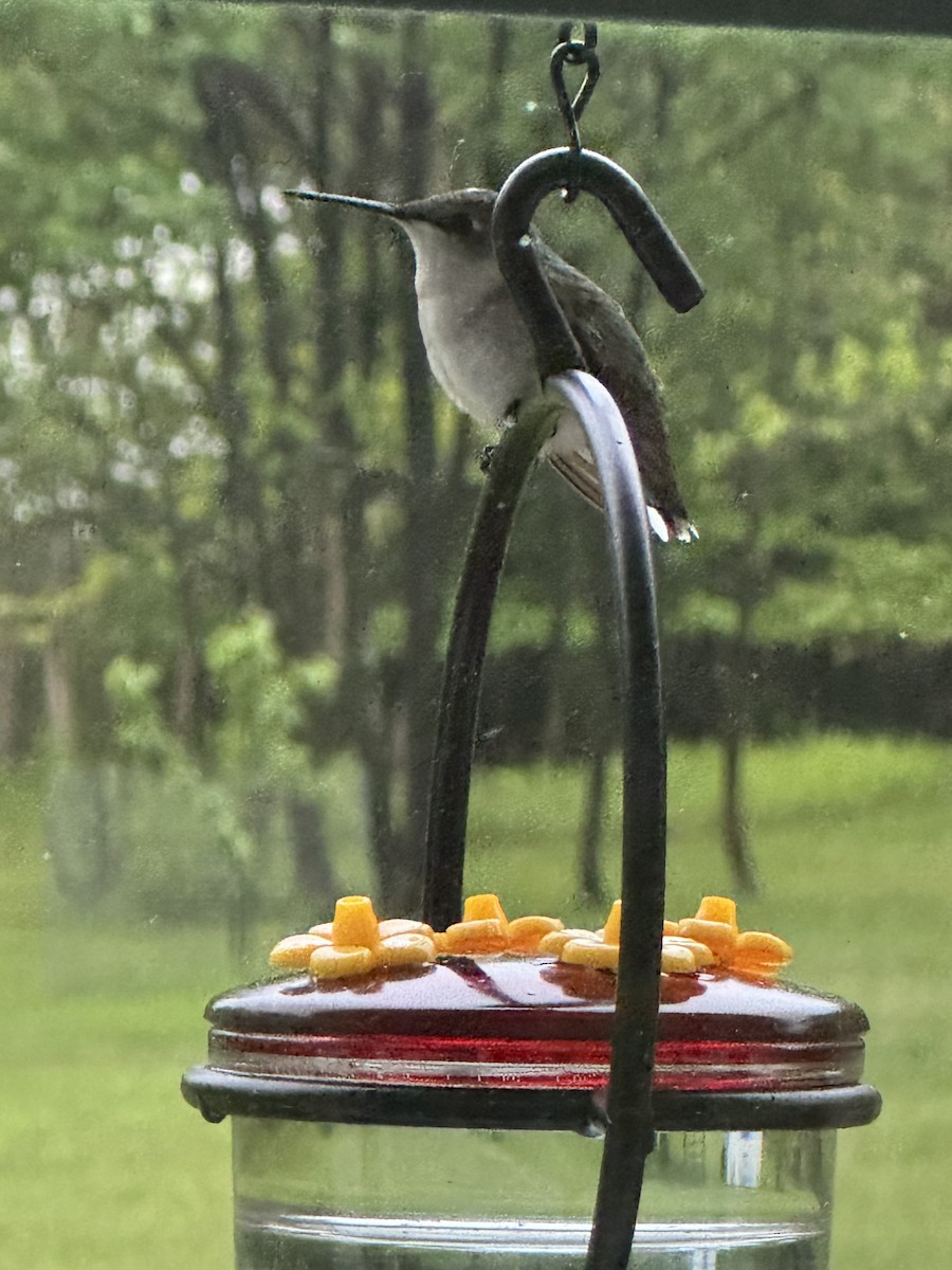 Colibrí Gorjirrubí - ML622121400