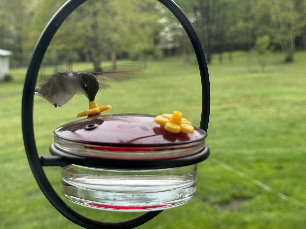 Ruby-throated Hummingbird - ML622121401