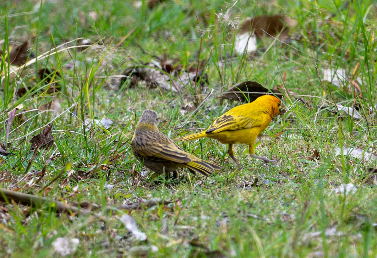 Saffron Finch - ML622121406