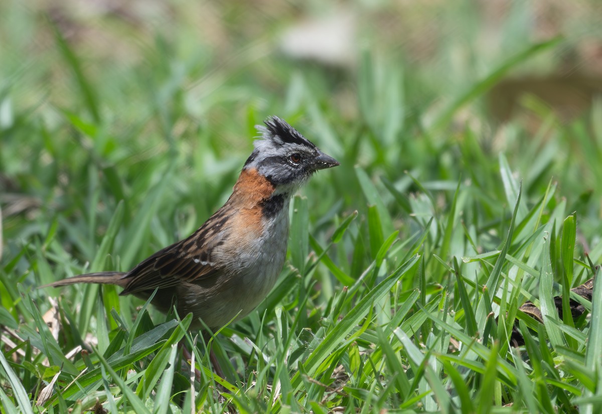 Rufous-collared Sparrow - ML622121407