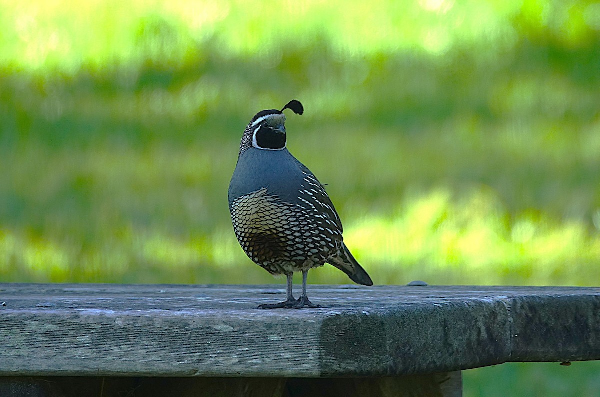 California Quail - ML622121408