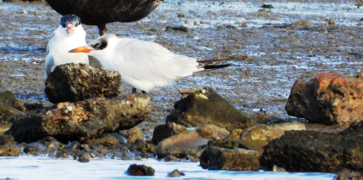 Caspian Tern - ML622121410