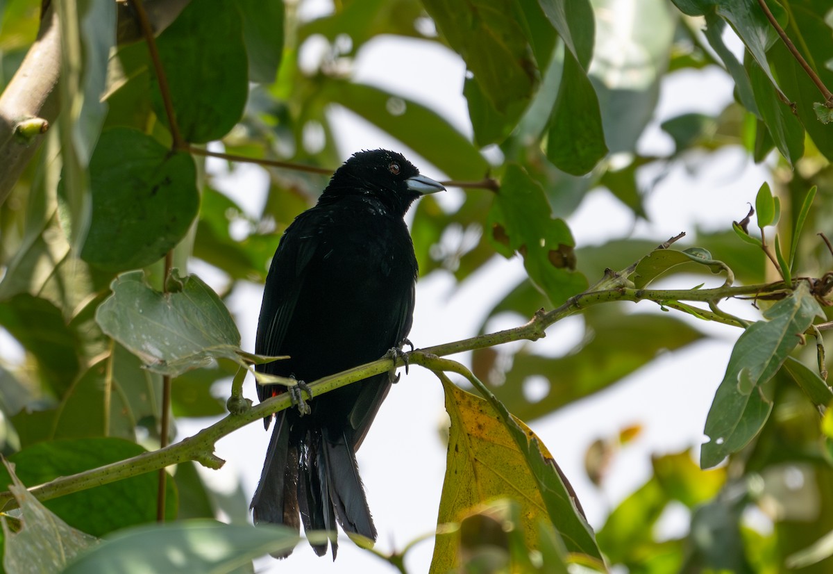 Flame-rumped Tanager - ML622121411