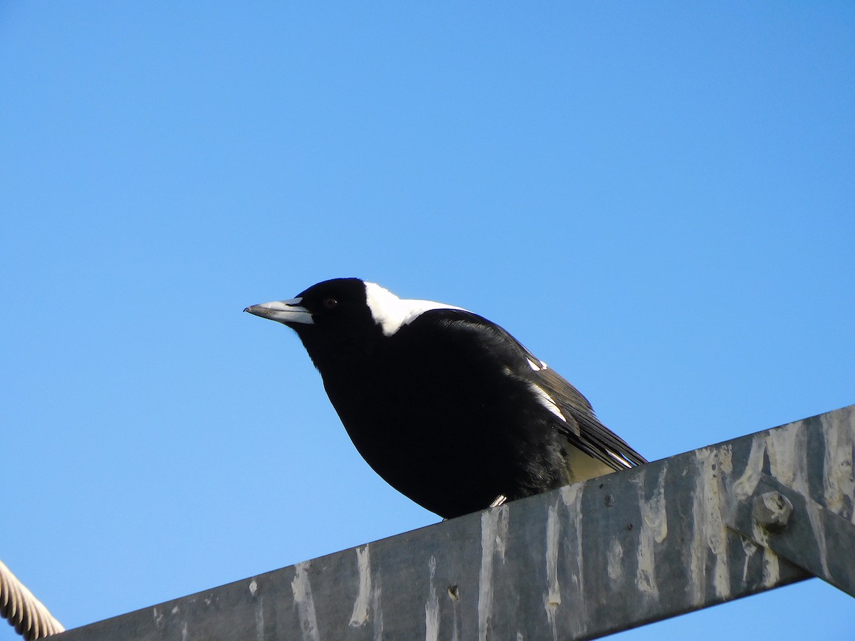 Australian Magpie - ML622121417