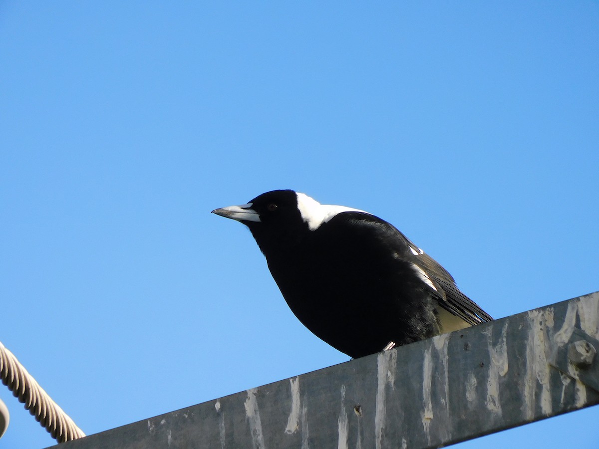 Australian Magpie - ML622121418