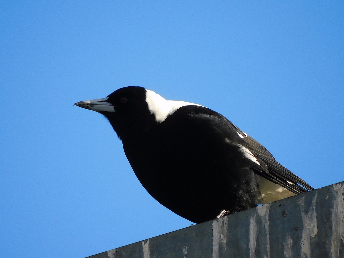 Australian Magpie - ML622121419