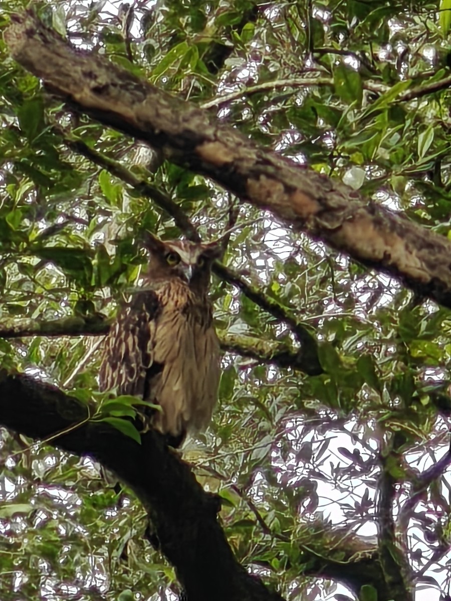 Buffy Fish-Owl - ML622121421