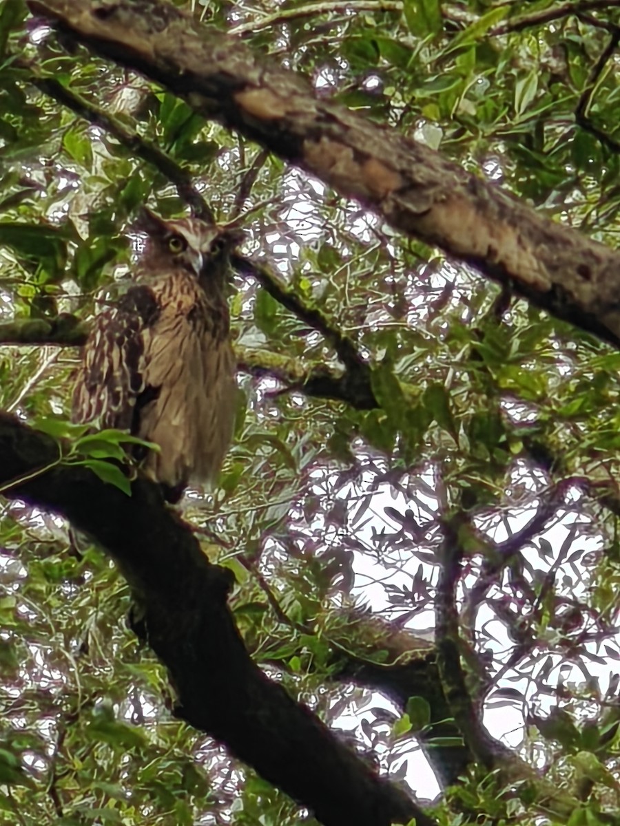 Buffy Fish-Owl - ML622121422