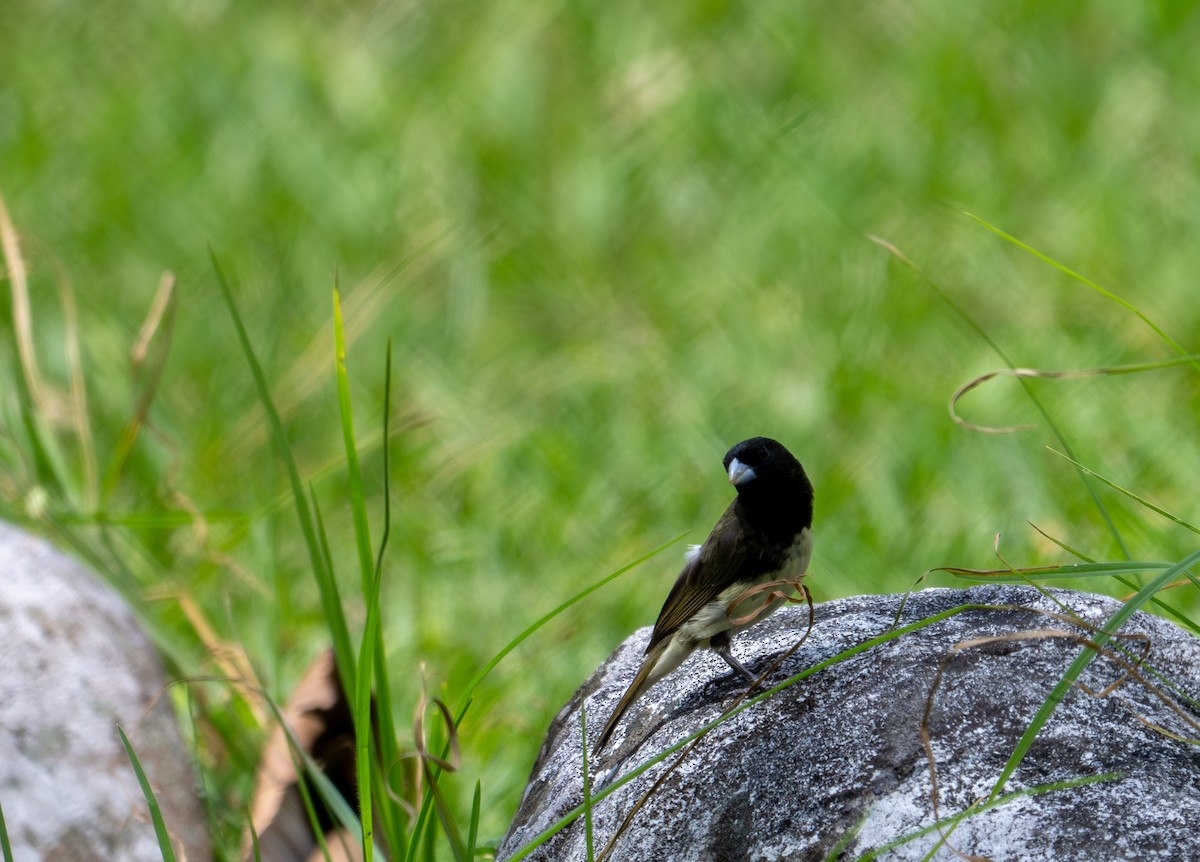 Yellow-bellied Seedeater - ML622121423