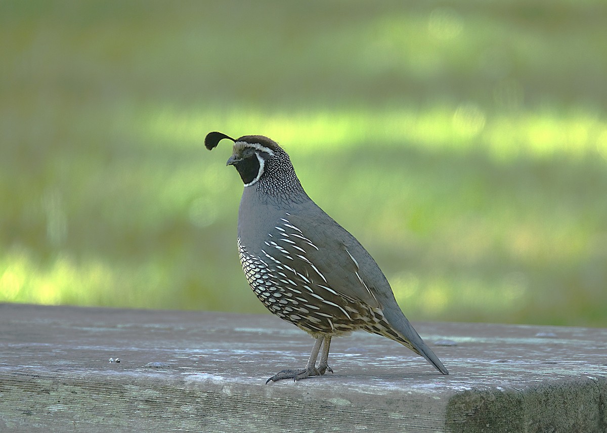 California Quail - ML622121425