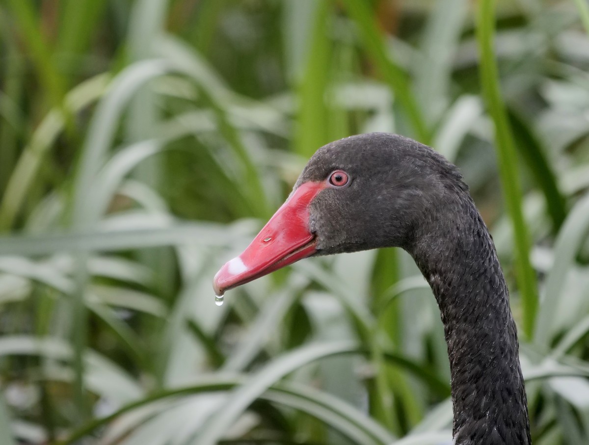 Black Swan - ML622121426