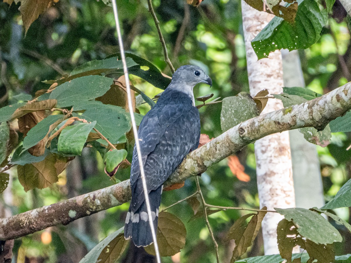 Gray-headed Kite - ML622121427