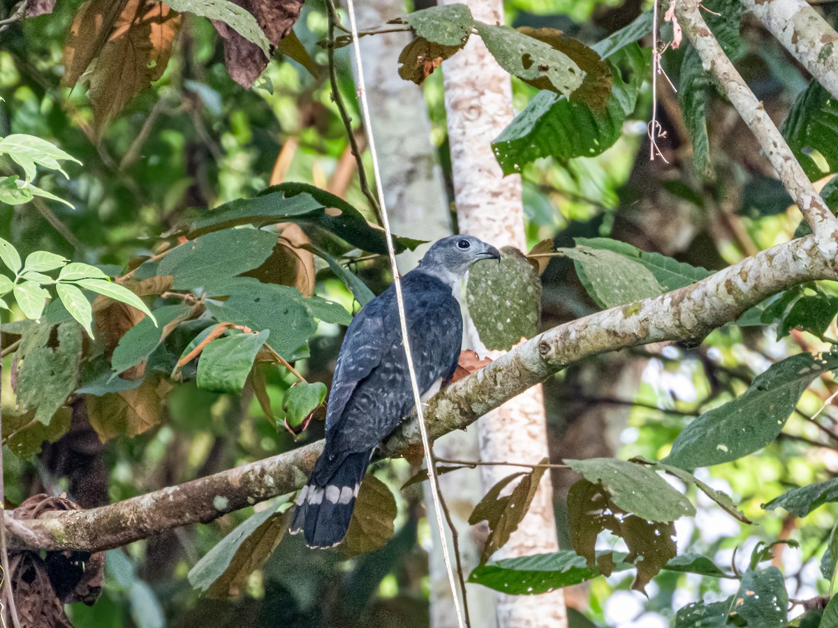 Gray-headed Kite - ML622121428