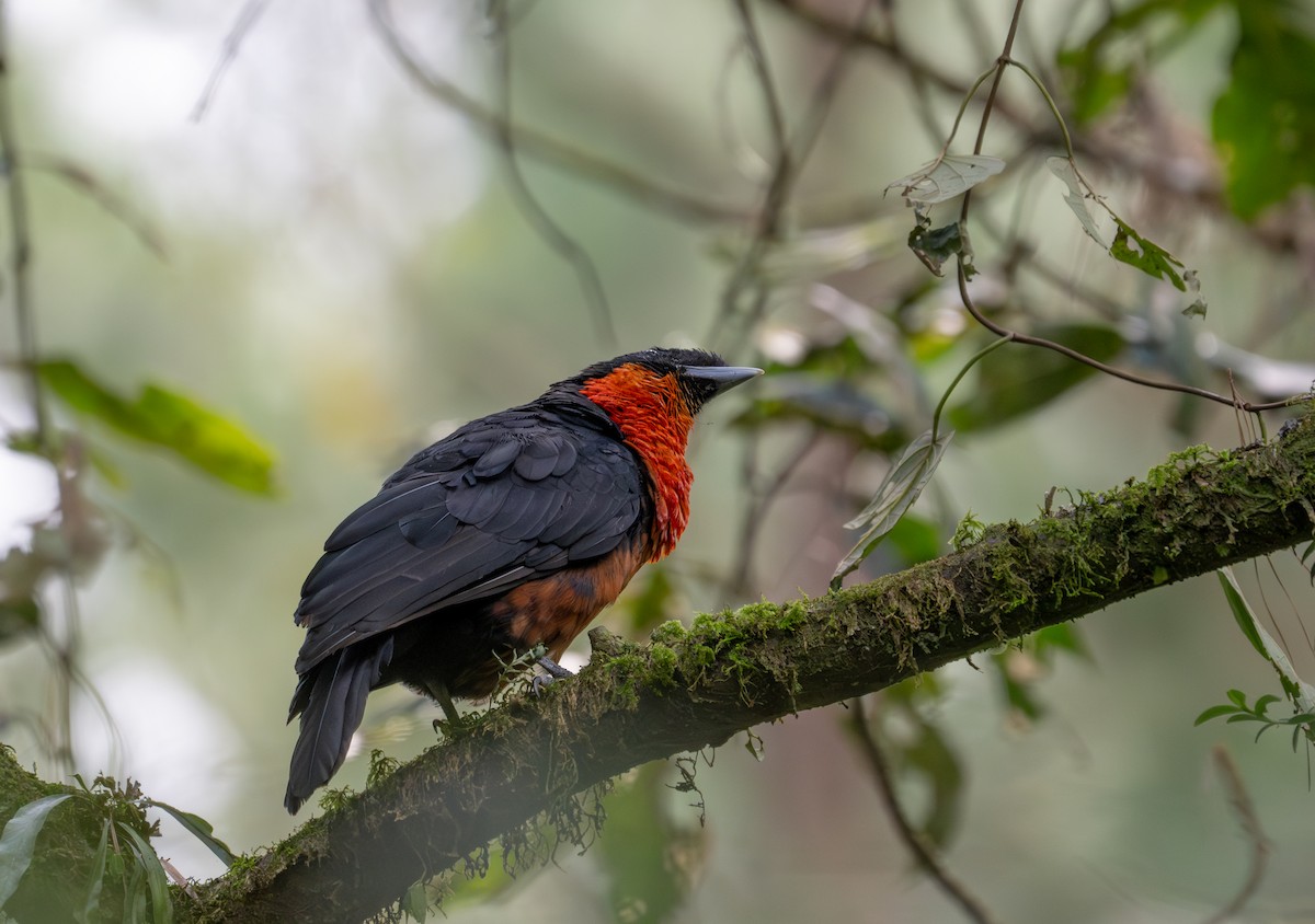 Red-ruffed Fruitcrow - ML622121429