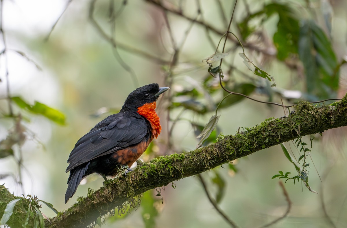 Red-ruffed Fruitcrow - ML622121430