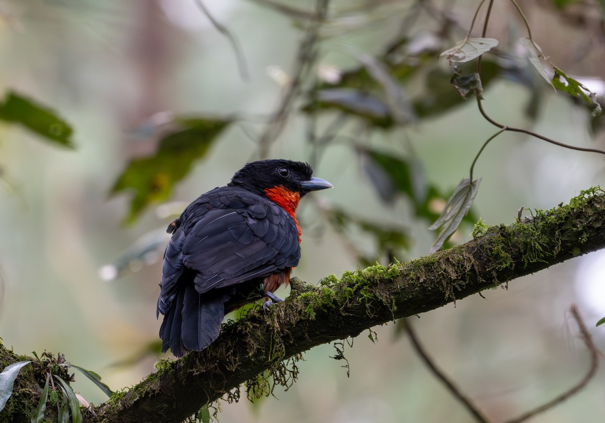 Red-ruffed Fruitcrow - ML622121431