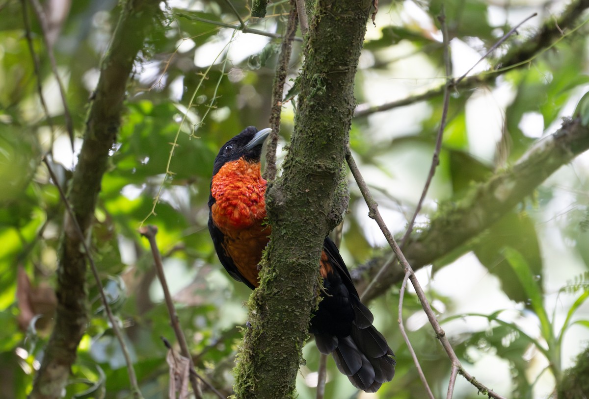 Red-ruffed Fruitcrow - ML622121432