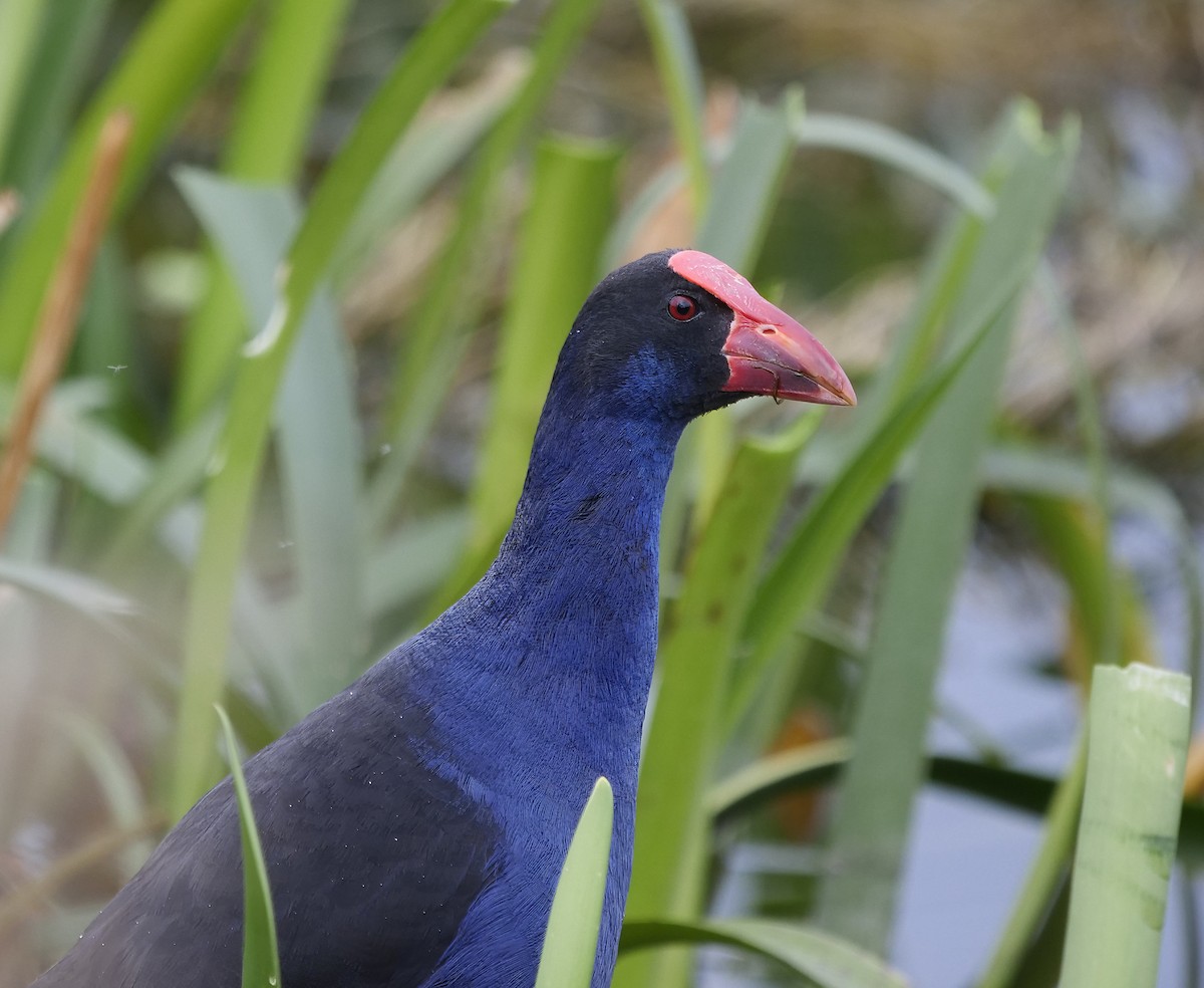 Australasian Swamphen - ML622121434