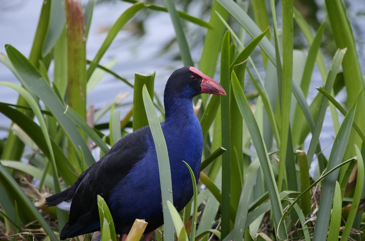 Australasian Swamphen - ML622121435