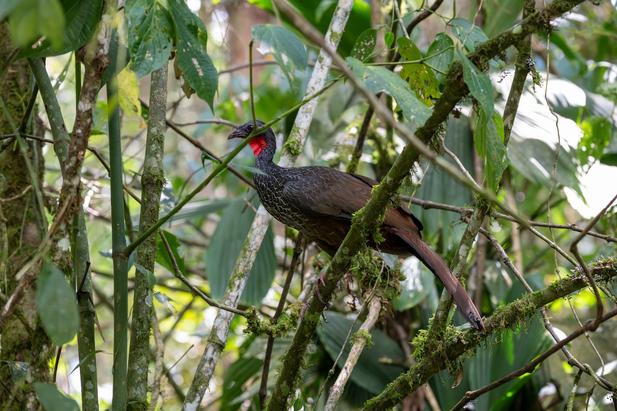 Cauca Guan - ML622121436