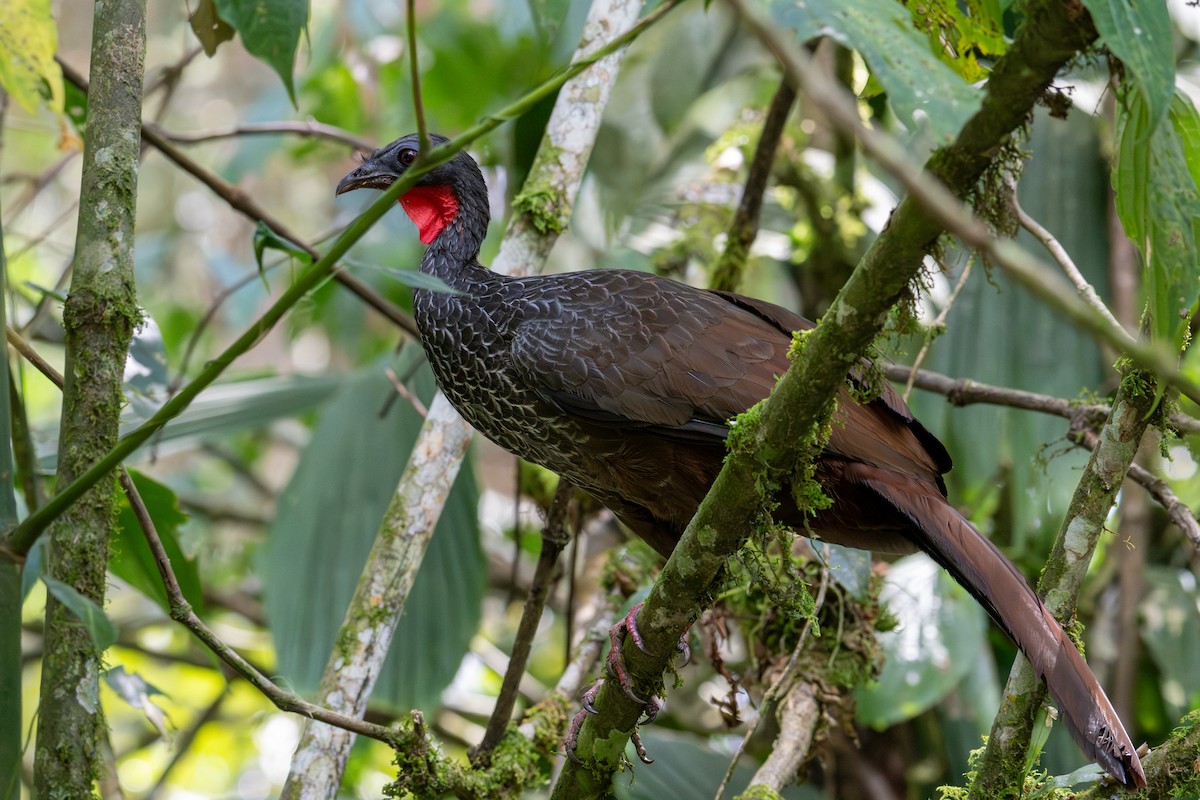 Cauca Guan - ML622121437