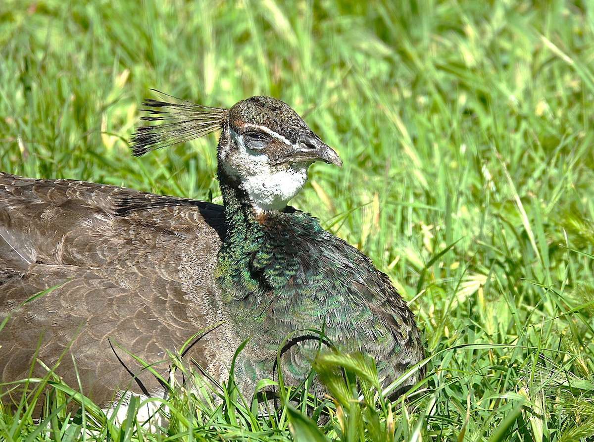 Indian Peafowl (Domestic type) - ML622121438