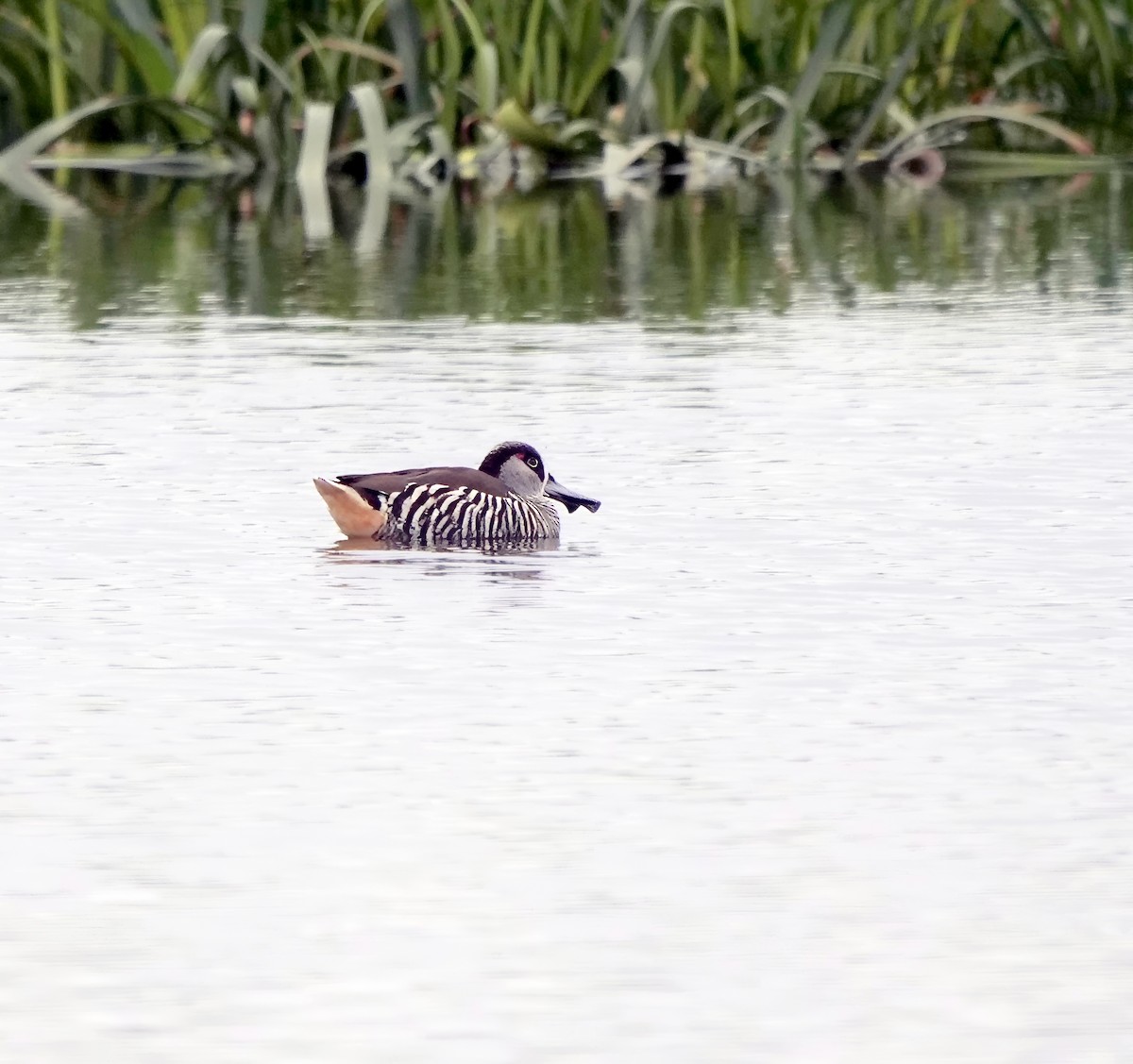 Pink-eared Duck - ML622121439