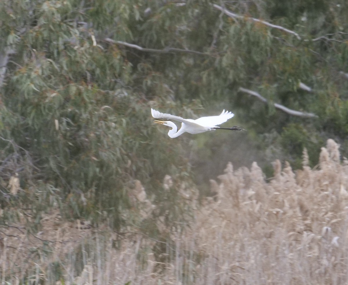 Great Egret (modesta) - ML622121440