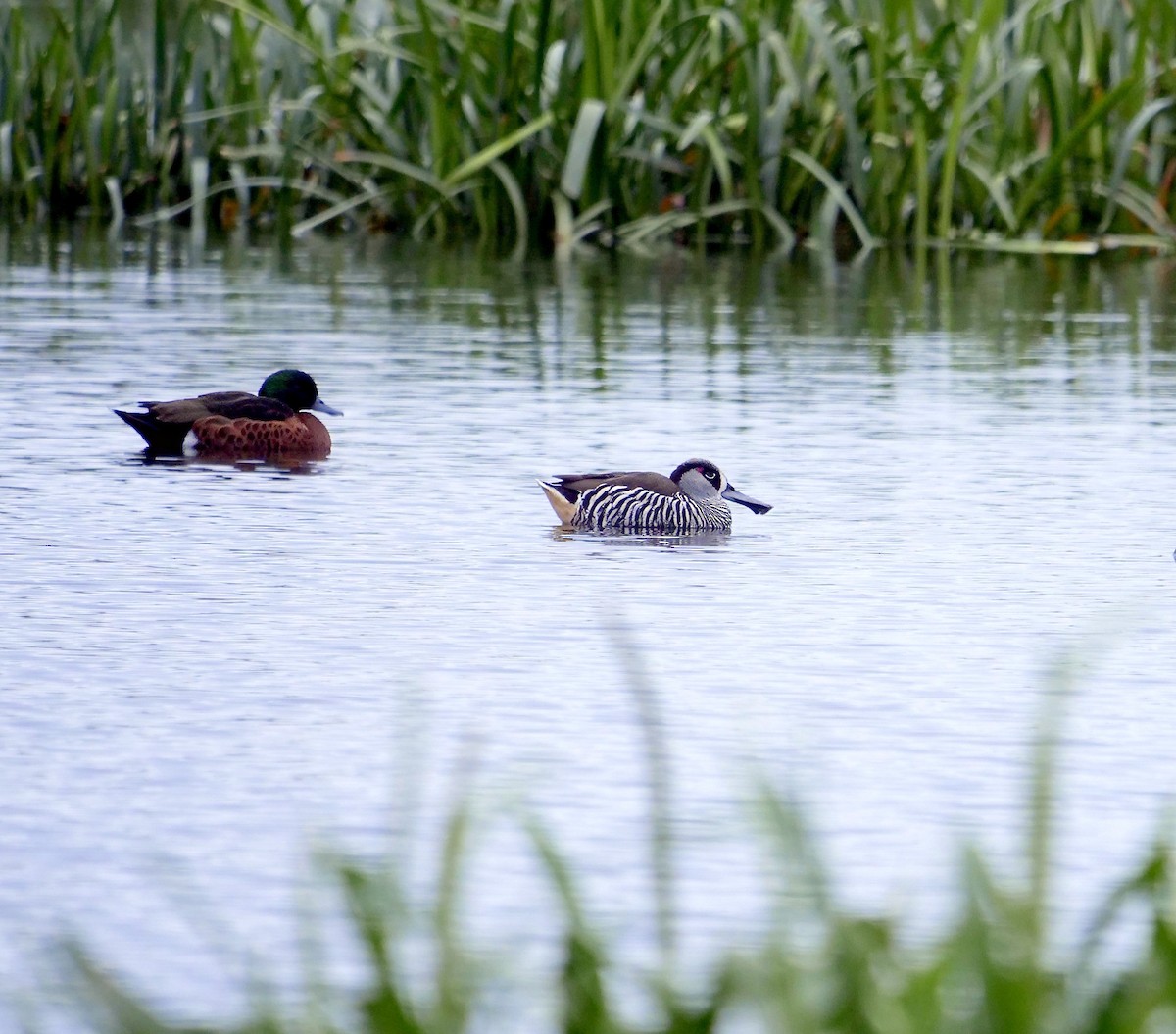 Pink-eared Duck - ML622121441