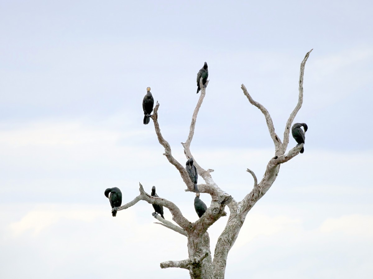 Great Cormorant - ML622121442