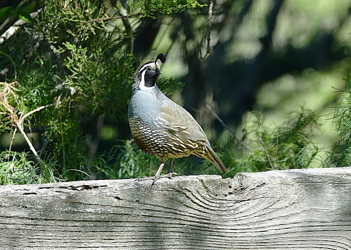 California Quail - ML622121449