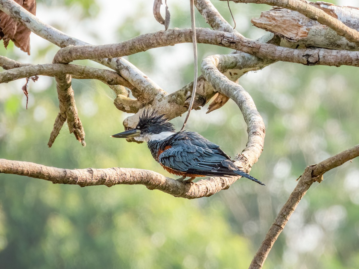 Ringed Kingfisher - ML622121451