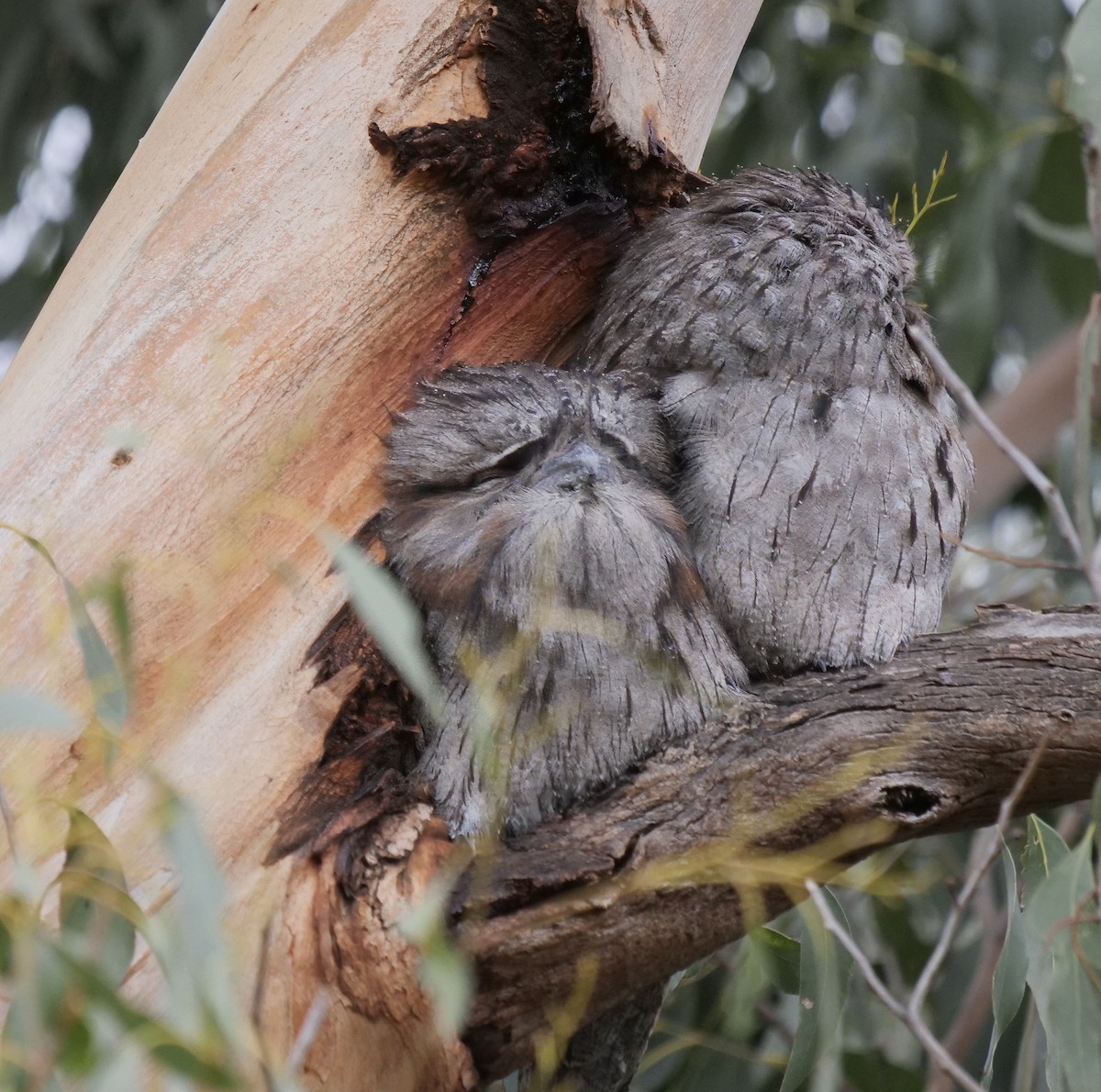 Tawny Frogmouth - ML622121456