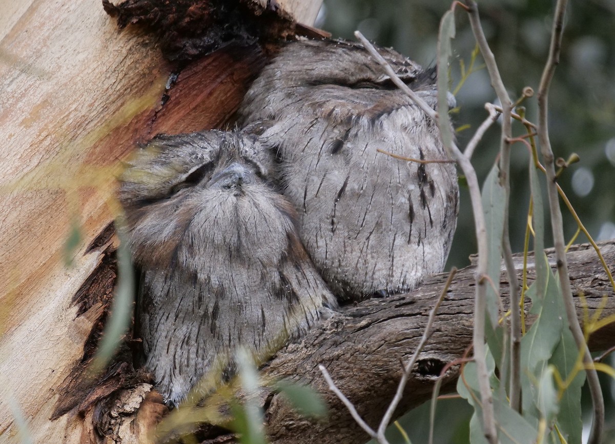 Tawny Frogmouth - ML622121457