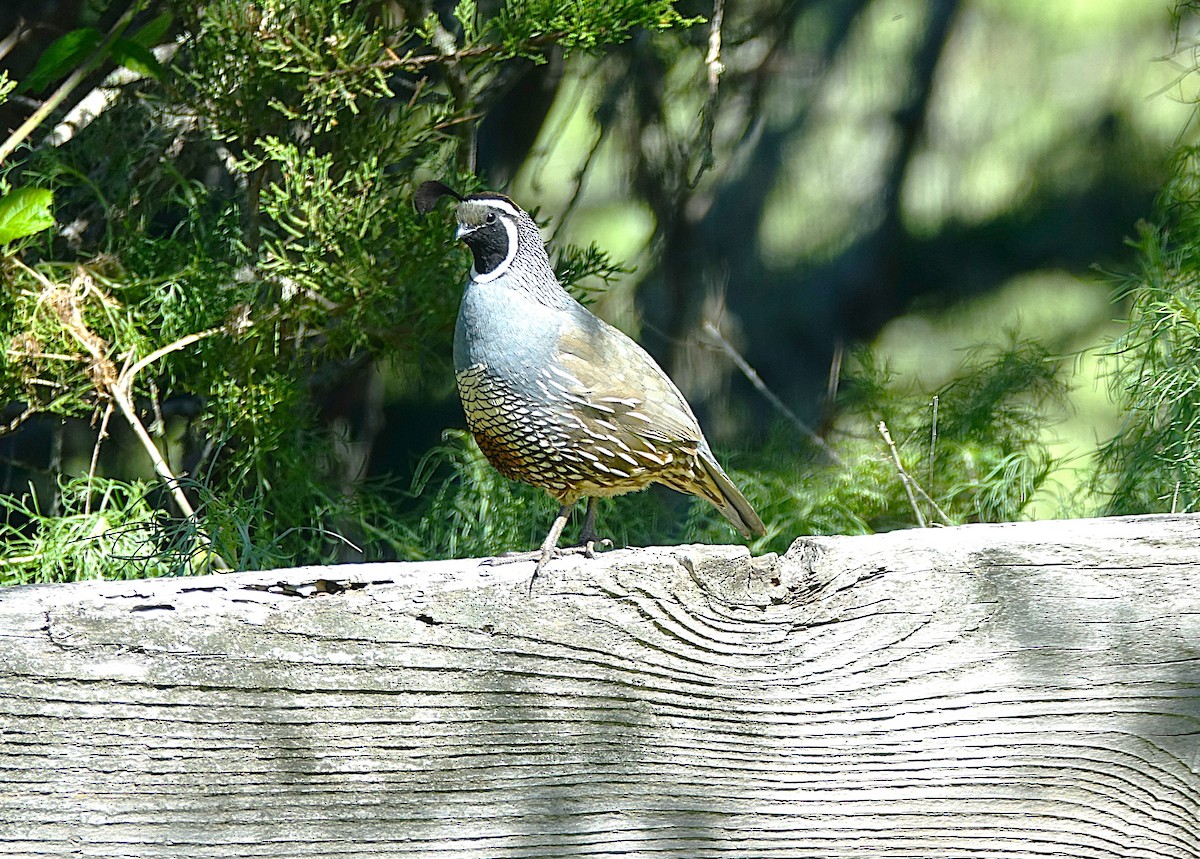 California Quail - ML622121458