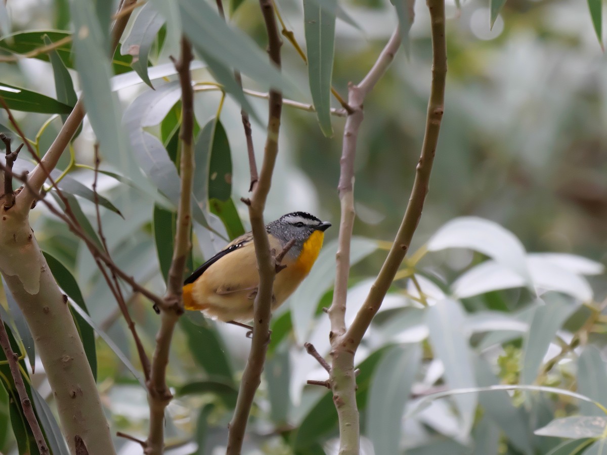 Spotted Pardalote - ML622121460