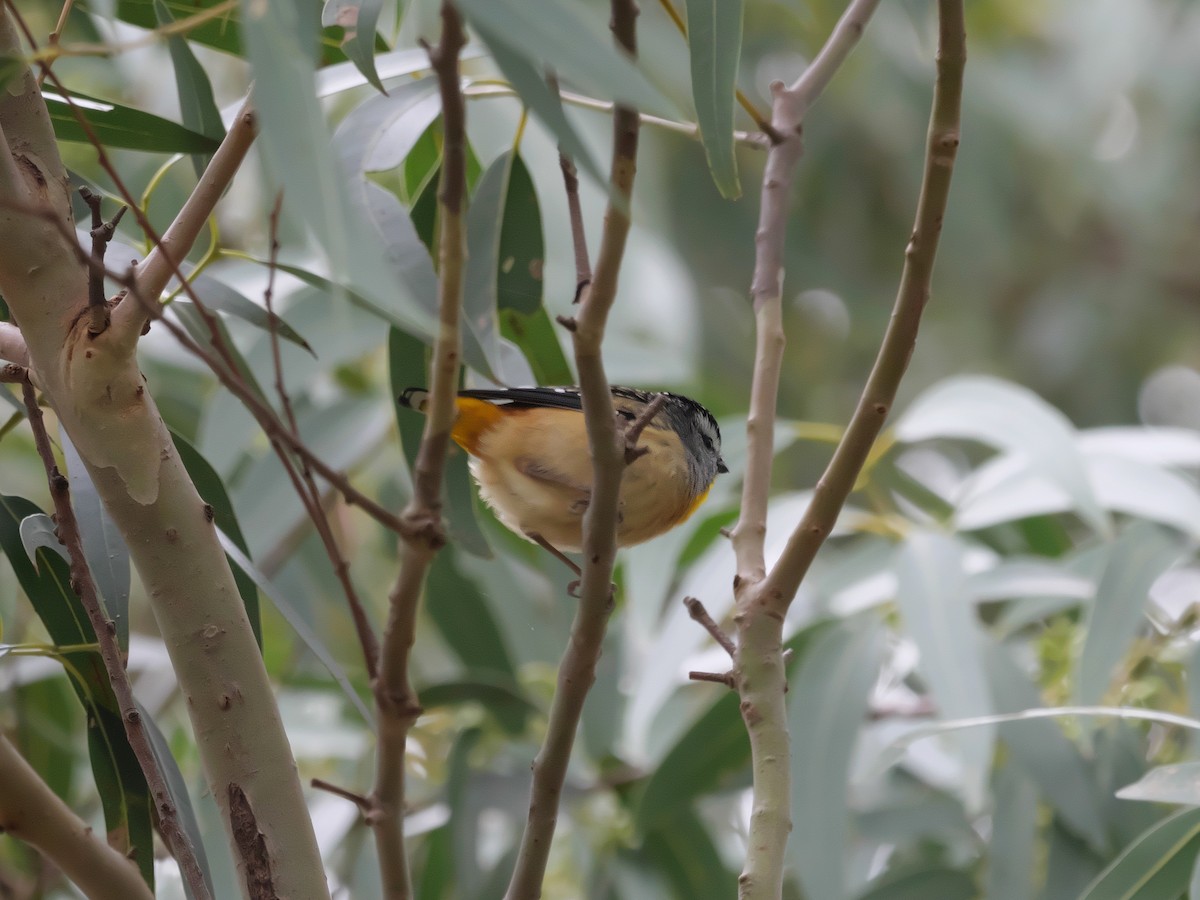 Spotted Pardalote - ML622121461