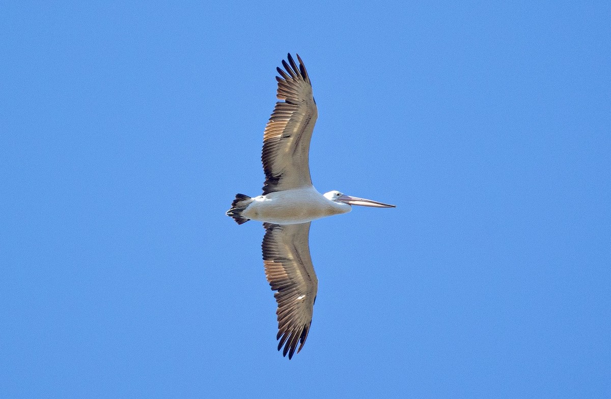 Australian Pelican - ML622121462