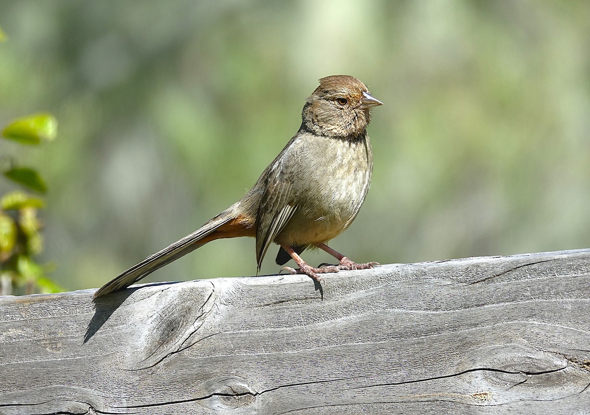 California Towhee - Edurne Ugarte