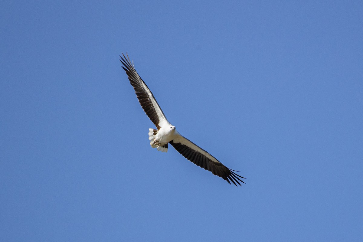 Weißbauch-Seeadler - ML622121485