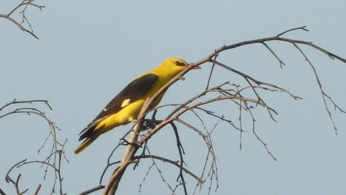 Eurasian Golden Oriole - Reyhan Hamdi