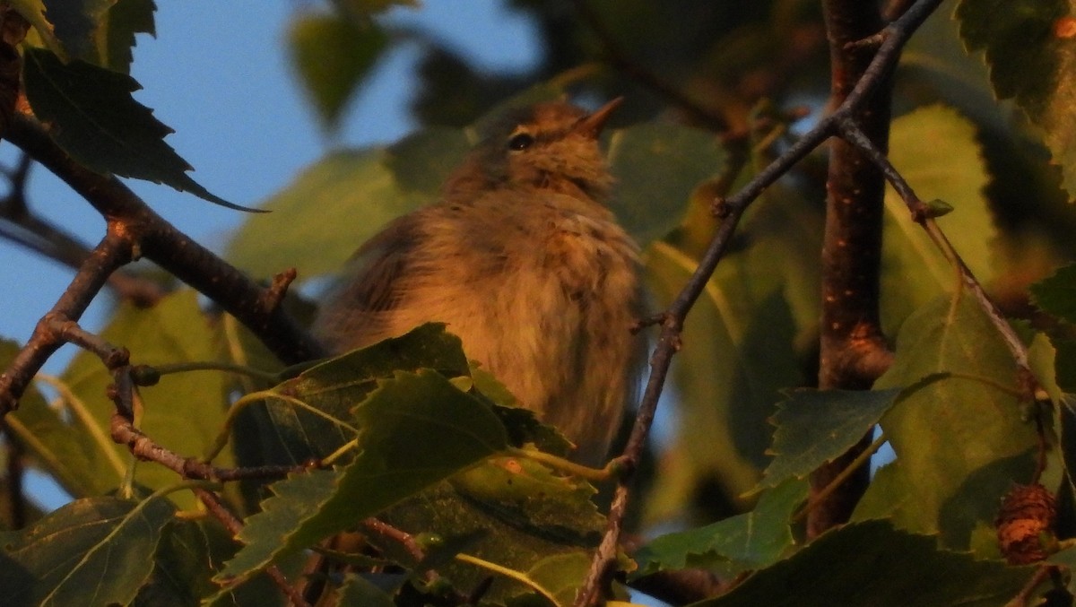 Common Chiffchaff - Reyhan Hamdi