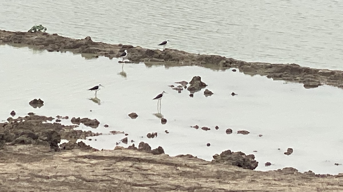 Black-winged Stilt - Sudhir Paul