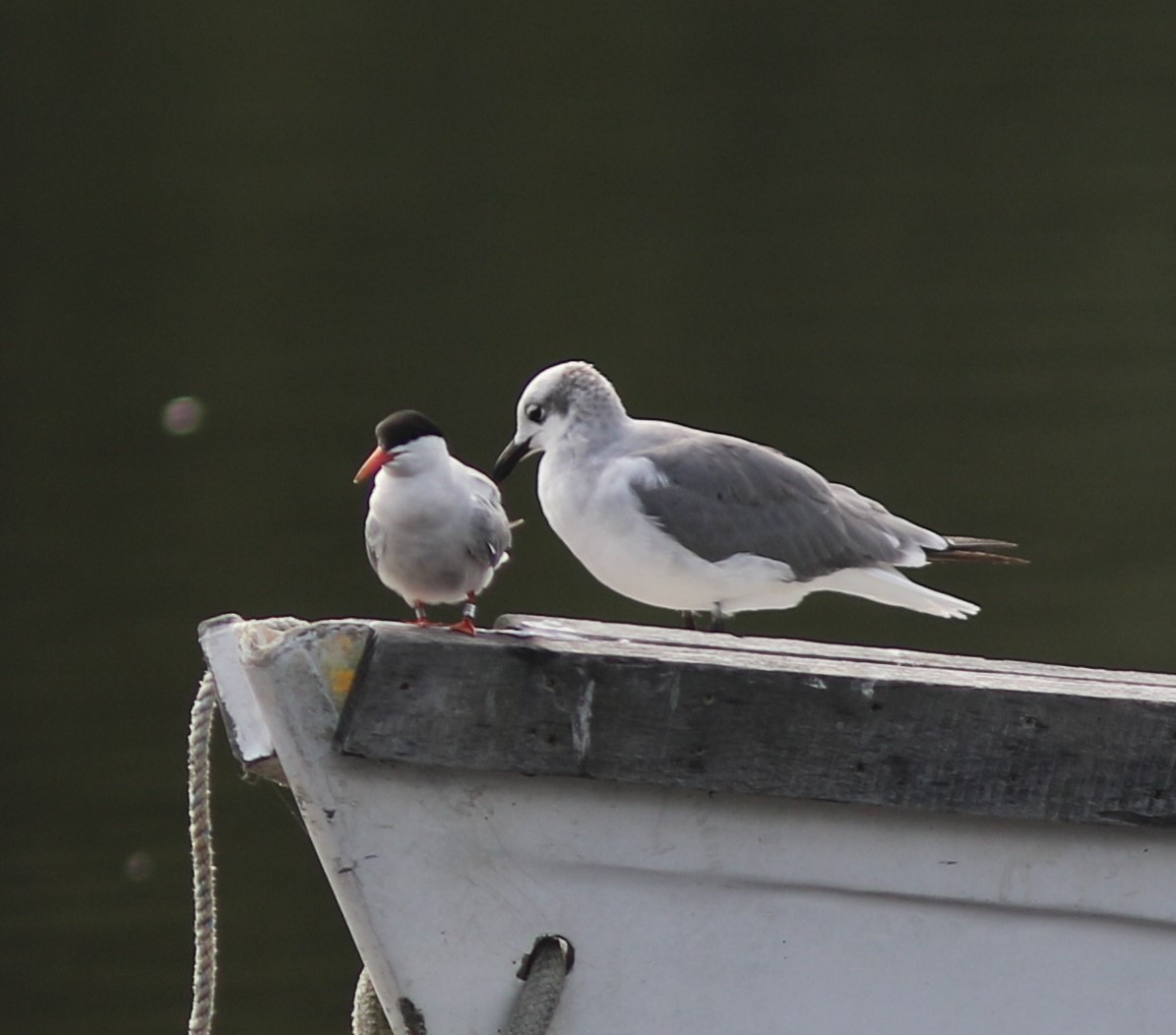 Common Tern - Jeff Cherry