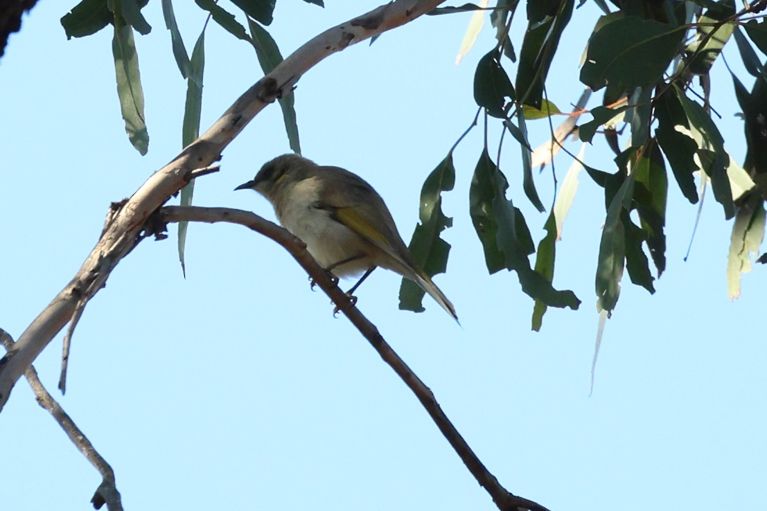 Fuscous Honeyeater - Grant Robinson