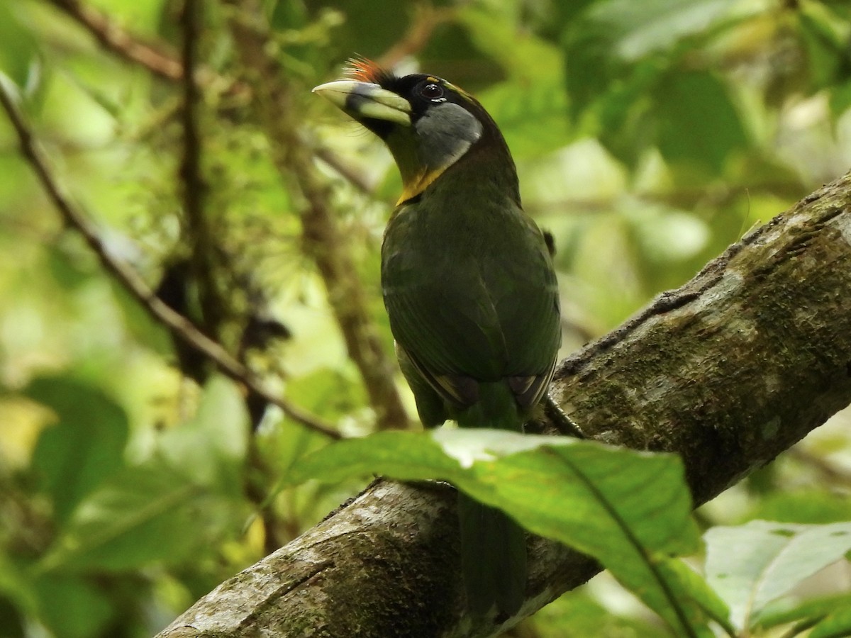 Al Püsküllü Barbet - ML622121546